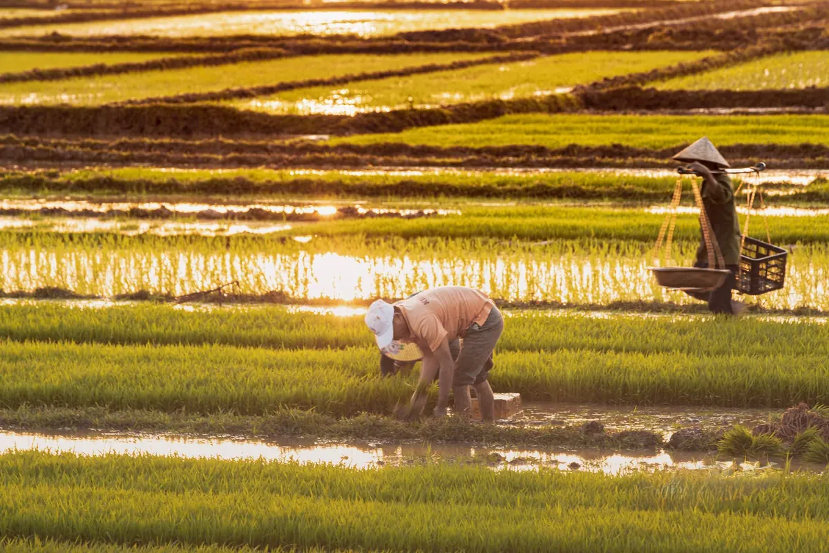 Farmers working in flooded rice paddies at sunset.