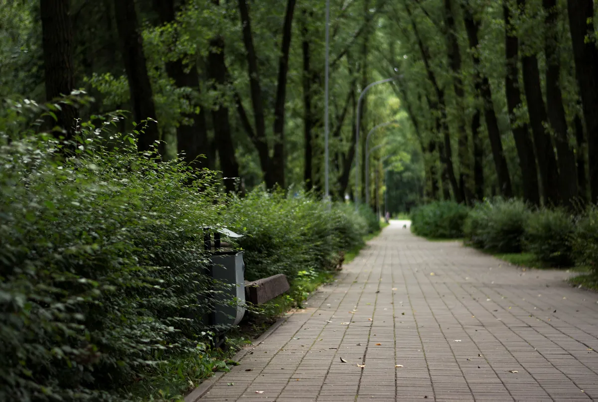 A quiet tree-lined path through a green city park.