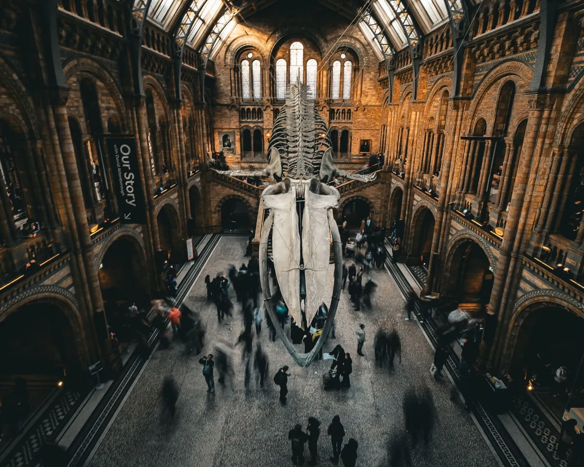 Stock photograph of a museum hall with a whale skeleton, at the Natural History Museum in London.